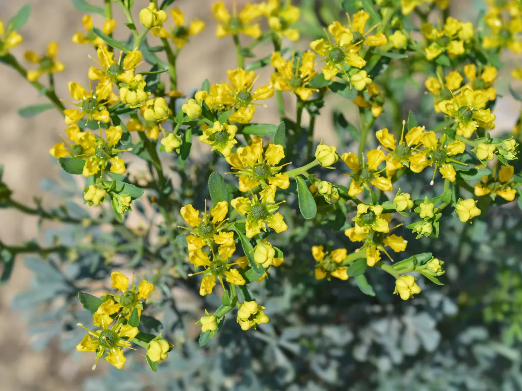 Rue flowers