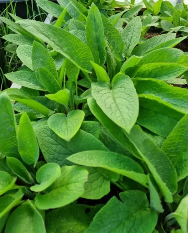 Russian Comfrey Bocking 14 Live Root Cuttings for Growing - Easy to Grow