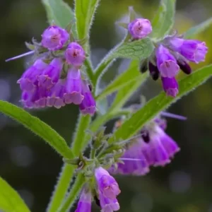 Russian Comfrey Bocking 14 Live Root Cuttings for Growing - Easy to Grow