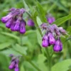 Russian Comfrey Bocking 14 Live Root Cuttings for Growing - Easy to Grow