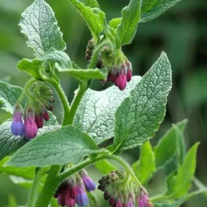 Russian Comfrey Bocking 14 Live Root Cuttings for Growing - Easy to Grow