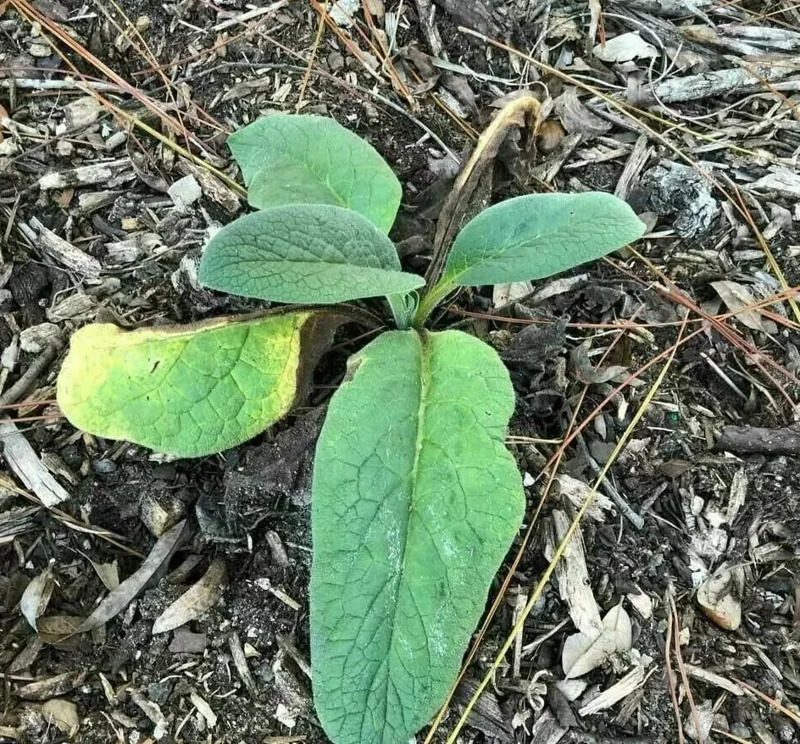 Russian Comfrey Bocking 14 Root Cuttings - Live Plant Starts
