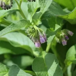 Russian Comfrey Live Root Cuttings - Bocking 4 Cultivar - Growing Roots