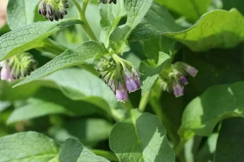 Russian Comfrey Live Root Cuttings - Bocking 4 Cultivar - Growing Roots