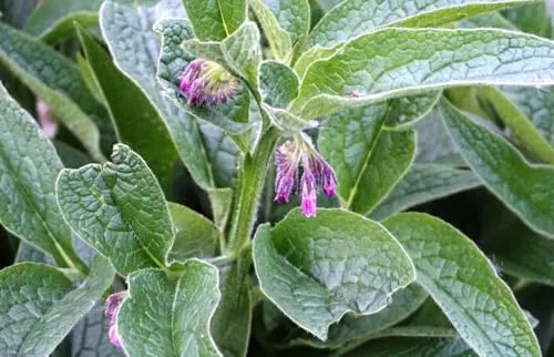 Russian Comfrey Live Root Cuttings - Bocking 4 Cultivar - Growing Roots
