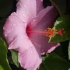 SEMINOLE PINK HIBISCUS Live Plant 5-7" Tall Beautiful Flowering Bush