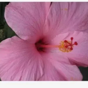 SEMINOLE PINK HIBISCUS Live Plant 5-7