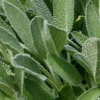 Sage Herb Plant - 7" Live Culinary Herb in 3.5" Pot