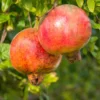 Salavatski Pomegranate Plant Plug - Edible Fruit Tree 3-6 in