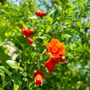 Salavatski Pomegranate Plant Plug - Edible Fruit Tree 3-6 in