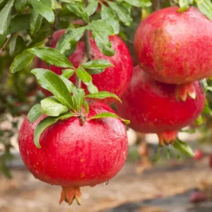 Salavatski Pomegranate Plant Plug - Edible Fruit Tree 3-6 in