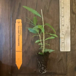 Salavatski Pomegranate Plant Plug - Edible Fruit Tree 3-6 in