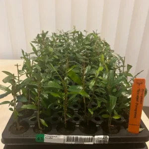 Salavatski Pomegranate Plant Plug - Edible Fruit Tree 3-6 in