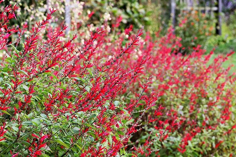 Salvia Elegans Pineapple Sage - Fragrant Herb - 4-6 Inch Starter Plant