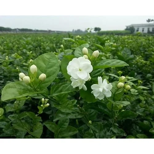 Sambac Jasmine Plant - 1 to 2 Feet Tall - White Fragrant Flowers - Gallon Pot