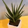 Sansevieria Francisii Live Plant 7 to 10 Inch Tall Succulent Cactus in 4 Inch Pot