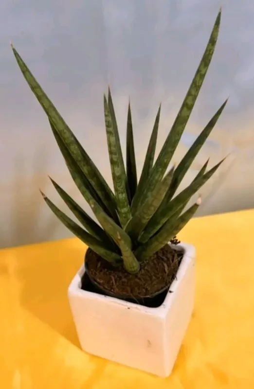 Sansevieria Francisii Live Plant 7 to 10 Inch Tall Succulent Cactus in 4 Inch Pot