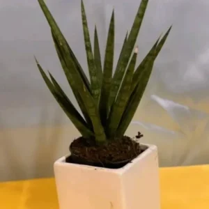 Sansevieria Francisii Live Plant 7 to 10 Inch Tall Succulent Cactus in 4 Inch Pot