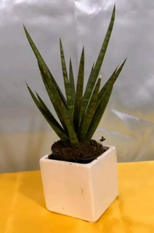 Sansevieria Francisii Live Plant 7 to 10 Inch Tall Succulent Cactus in 4 Inch Pot