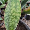 Sansevieria Masoniana Whale Fin Snake Plant - 7 to 10 Inches - Rooted