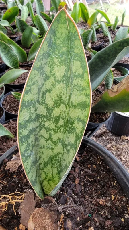 Sansevieria Masoniana Whale Fin Snake Plant - 7 to 10 Inches - Rooted