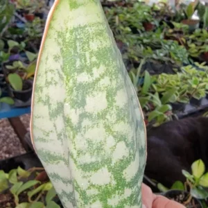 Sansevieria Masoniana Whale Fin Snake Plant - 7 to 10 Inches - Rooted