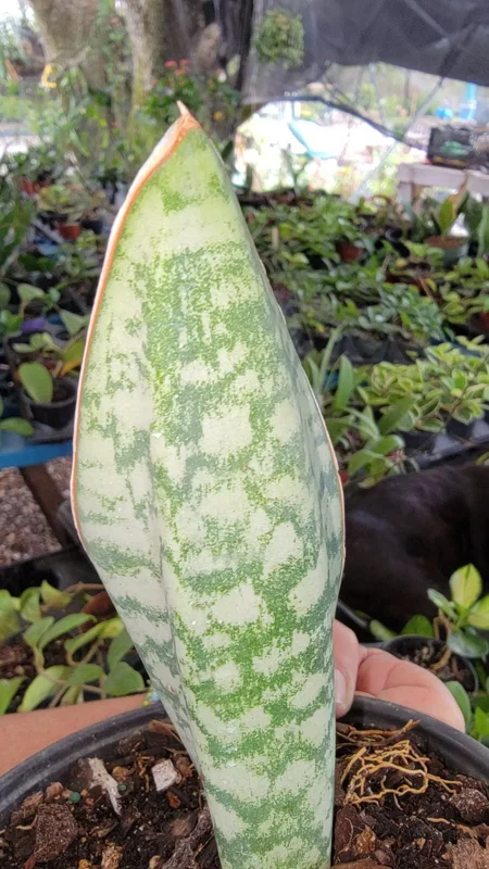 Sansevieria Masoniana Whale Fin Snake Plant - 7 to 10 Inches - Rooted