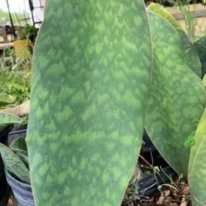 Sansevieria Masoniana Whale Fin Snake Plant - 7 to 10 Inches - Rooted