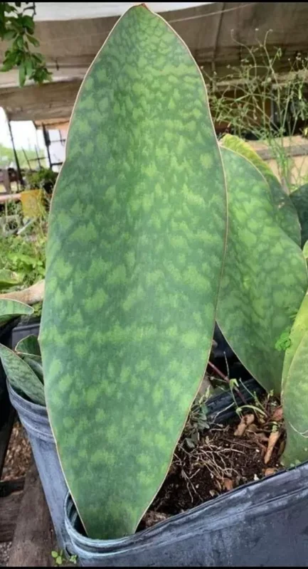 Sansevieria Masoniana Whale Fin Snake Plant - 7 to 10 Inches - Rooted
