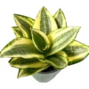 Sansevieria Plant - 4 inch Tropical Ambiance Sansevieria