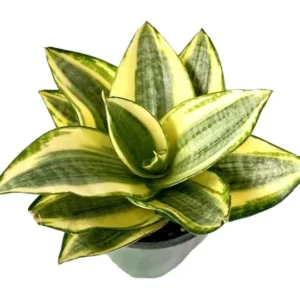 Sansevieria Plant - 4 inch Tropical Ambiance Sansevieria