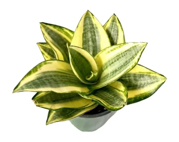 Sansevieria Plant - 4 inch Tropical Ambiance Sansevieria