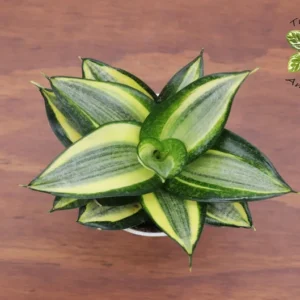 Sansevieria Plant - 4 inch Tropical Ambiance Sansevieria
