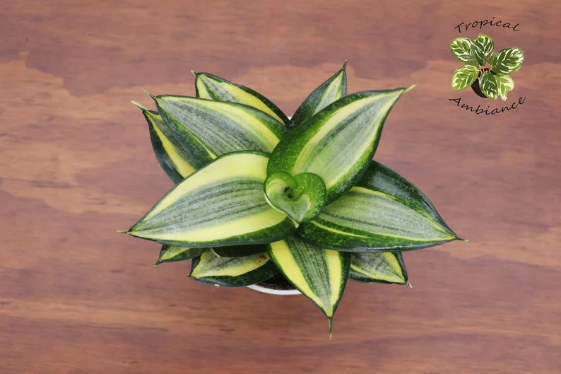 Sansevieria Plant - 4 inch Tropical Ambiance Sansevieria