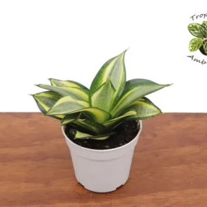 Sansevieria Plant - 4 inch Tropical Ambiance Sansevieria