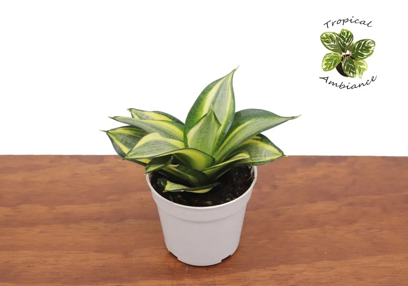 Sansevieria Plant - 4 inch Tropical Ambiance Sansevieria