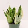 Sansevieria Superba Plant - 4 inch Potted Indoor Snake Plant