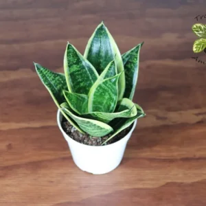 Sansevieria Superba Plant - 4 inch Potted Indoor Snake Plant