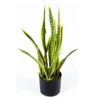 Sansevieria Yellow Snake Plant Live Plant 6" Pot Air Purifier