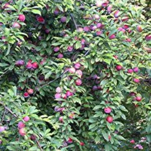 Santa Rosa Plum Fruit Tree Bare-root 12-18 Inch Tall – Self-Fertile Medium Tree – Ideal for Gardens and Landscaping