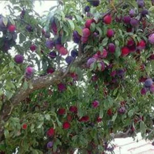 Santa Rosa Plum Fruit Tree Bare-root 12-18 Inch Tall – Self-Fertile Medium Tree – Ideal for Gardens and Landscaping