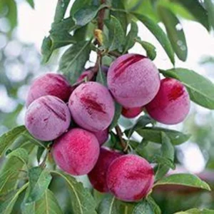 Santa Rosa Plum Fruit Tree Bare-root 12-18 Inch Tall – Self-Fertile Medium Tree – Ideal for Gardens and Landscaping