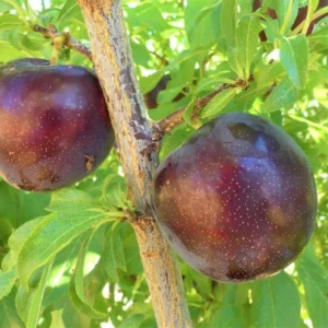Santa Rosa Plum Fruit Tree Bare-root 12-18 Inch Tall – Self-Fertile Medium Tree – Ideal for Gardens and Landscaping