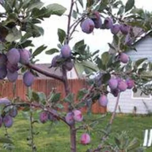 Santa Rosa Plum Fruit Tree Bare-root 12-18 Inch Tall – Self-Fertile Medium Tree – Ideal for Gardens and Landscaping