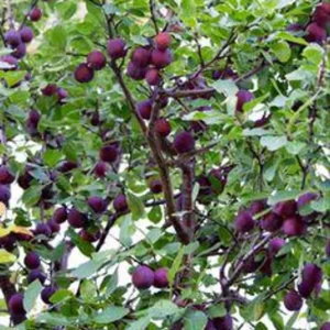 Santa Rosa Plum Fruit Tree Bare-root 12-18 Inch Tall – Self-Fertile Medium Tree – Ideal for Gardens and Landscaping