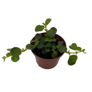Sao Paulo Pilea depressa - Compact Houseplant in 2.5 Inch Pot