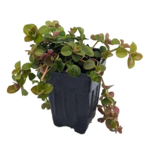 Sao Paulo Pilea depressa - Compact Houseplant in 2.5 Inch Pot