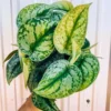 Satin Pothos Plant 4 inch Potted Houseplant