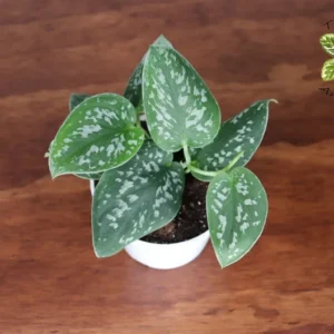 Satin Pothos Plant 4 inch Potted Houseplant
