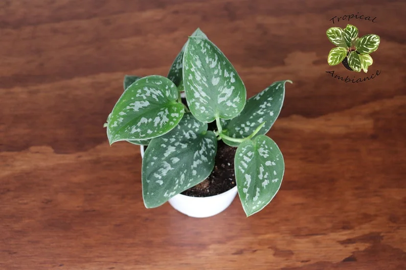 Satin Pothos Plant 4 inch Potted Houseplant